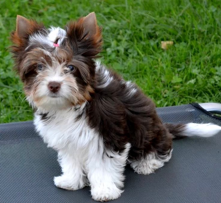 Yunica (ostynn) color pet