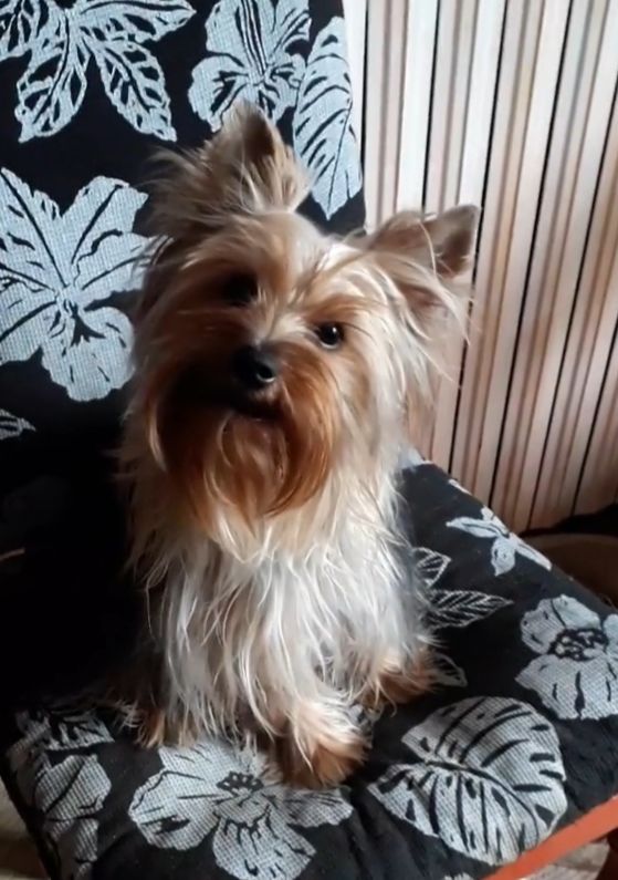 Pepita Du Mas De La Pommière