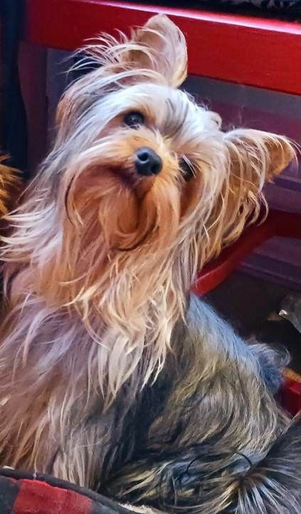 My Precious Love Thunder
