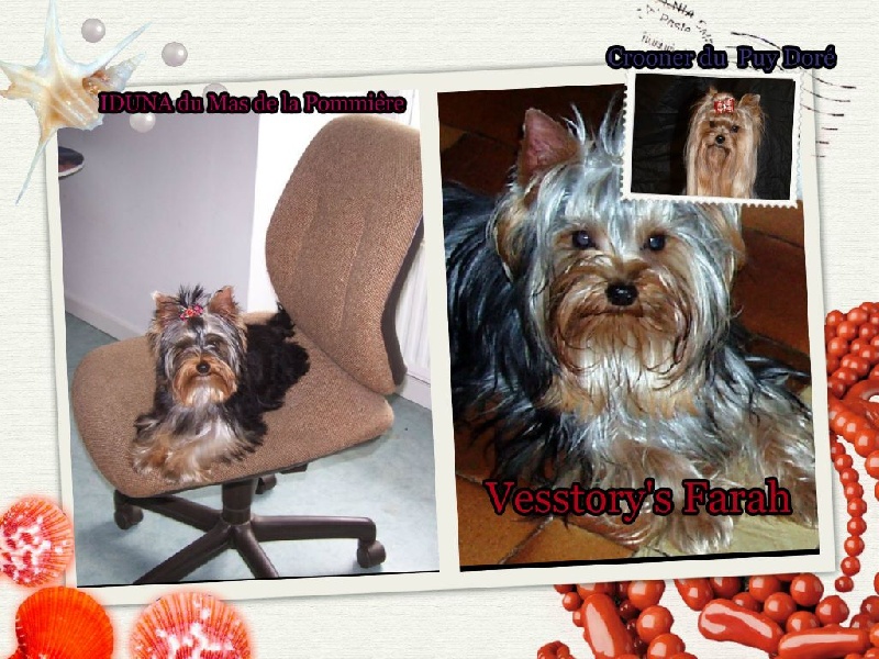 CHIOTS CHIPIE