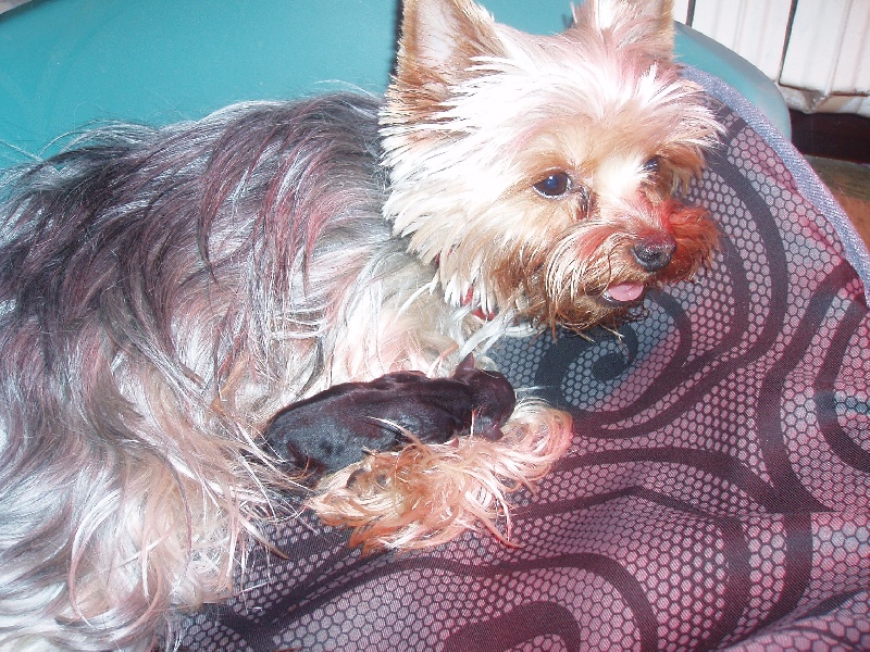 Du Mas De La Pommière - Yorkshire Terrier - Portée née le 28/02/2012