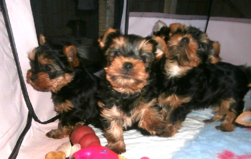 Du Mas De La Pommière - Yorkshire Terrier - Portée née le 21/04/2016